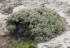 Leucophyta brownii