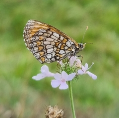 Melitaea