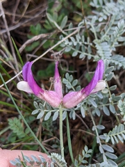 Astragalus vesicarius