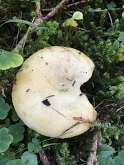 Lactarius intermedius
