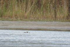 Podiceps auritus
