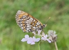 Melitaea