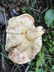 Lactarius intermedius