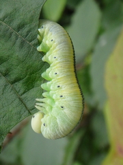 Cimbex femoratus