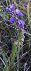 Polygala comosa