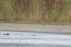 Podiceps auritus