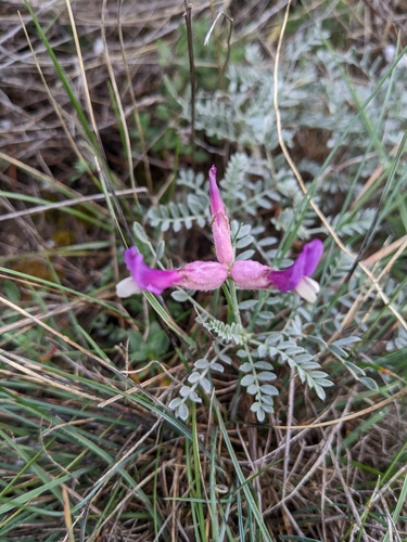 Image of Astragalus vesicarius by (c) Denis Bastianelli, some rights reserved (CC BY)
