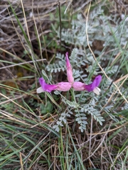 Astragalus vesicarius