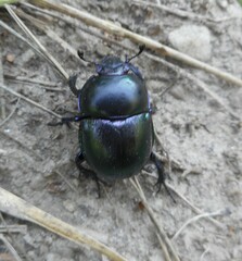 Geotrupidae