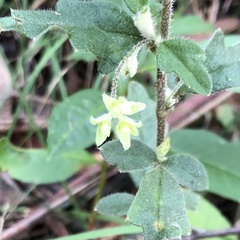 Xanthosia pilosa