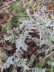 Astragalus vesicarius