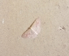 Epicyme rubropunctaria