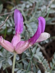 Astragalus vesicarius