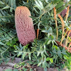 Banksia blechnifolia