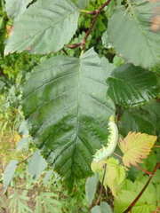 Cimbex femoratus