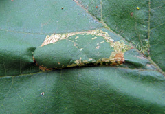 Phyllonorycter klemannella