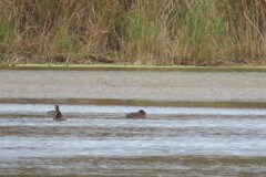 Podiceps auritus