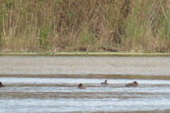 Podiceps auritus