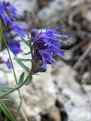 Hyssopus officinalis