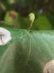 Aceria pongamiae