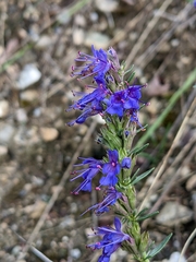 Hyssopus officinalis