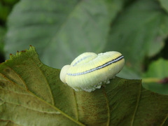 Cimbex femoratus