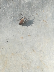 Dicranocephalus agilis