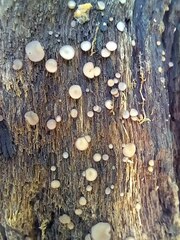 Fungi