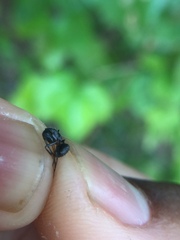 Camponotus compressus