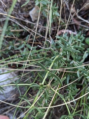 Hyssopus officinalis