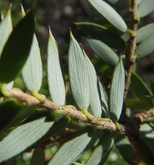 Acrotriche leucocarpa