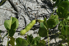 Canavalia rosea