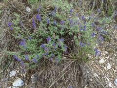 Hyssopus officinalis