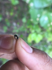 Camponotus compressus