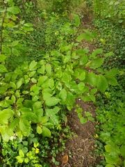 Prunus padus