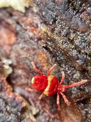 Trombidioidea