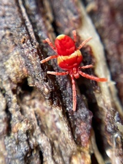 Trombidioidea