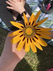 Gazania rigens