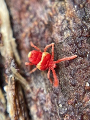Trombidioidea