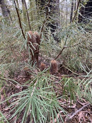 Banksia cunninghamii