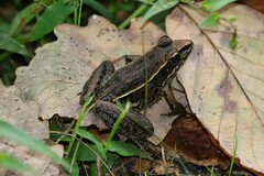 Lithobates sphenocephalus
