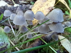 Coprinellus disseminatus