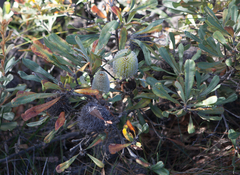 Banksia ornata