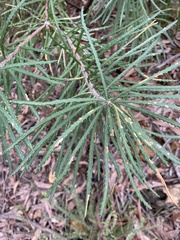 Banksia cunninghamii