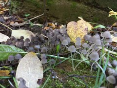 Coprinellus disseminatus