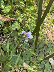 Viola hederacea
