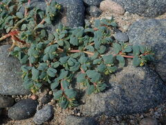 Euphorbia peplis