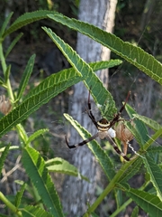 Argiope aetherea