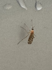 Sylvicola