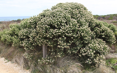 Ozothamnus turbinatus